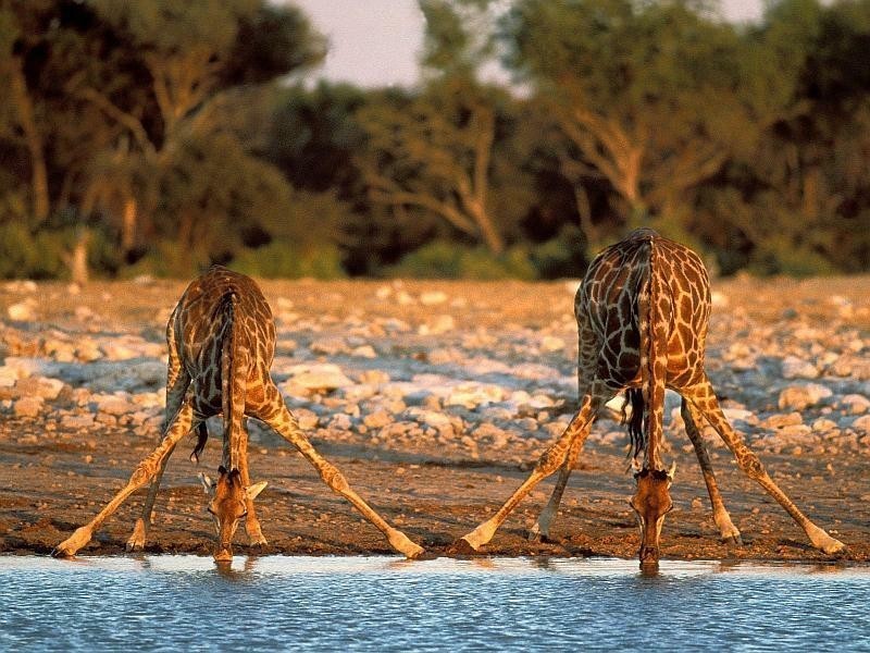 Giraffes drinking from the waterhole in Etosha | Mietwagen Windhoek